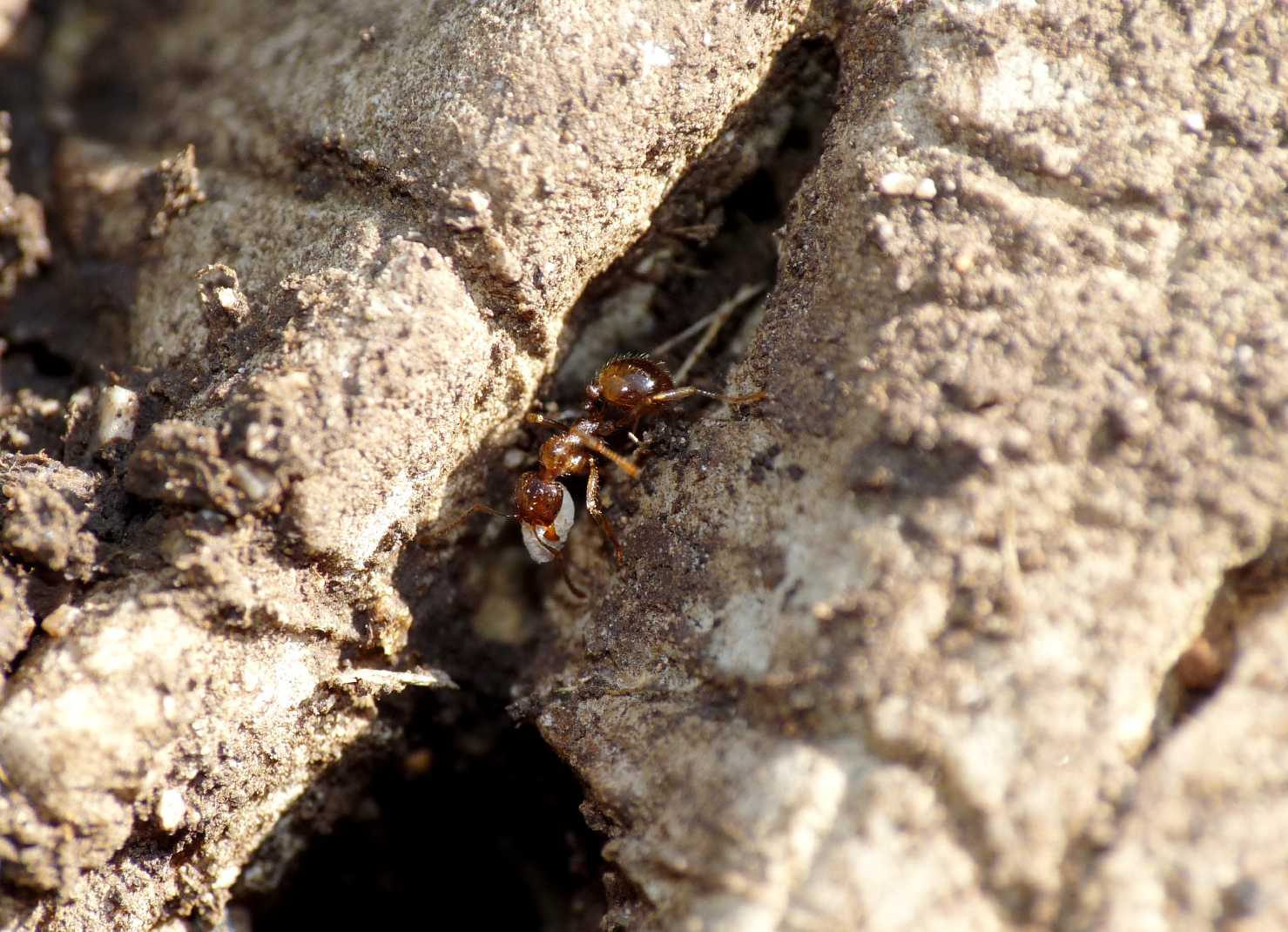 Forda formicaria, ospite formiche Aphaenogaster subterranea